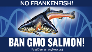 Ban gmo salmon 367x207