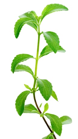 Food Babe - Stevia Plant